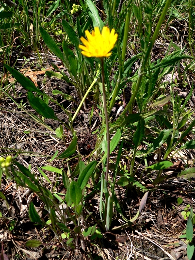 {Krigia dandelion}